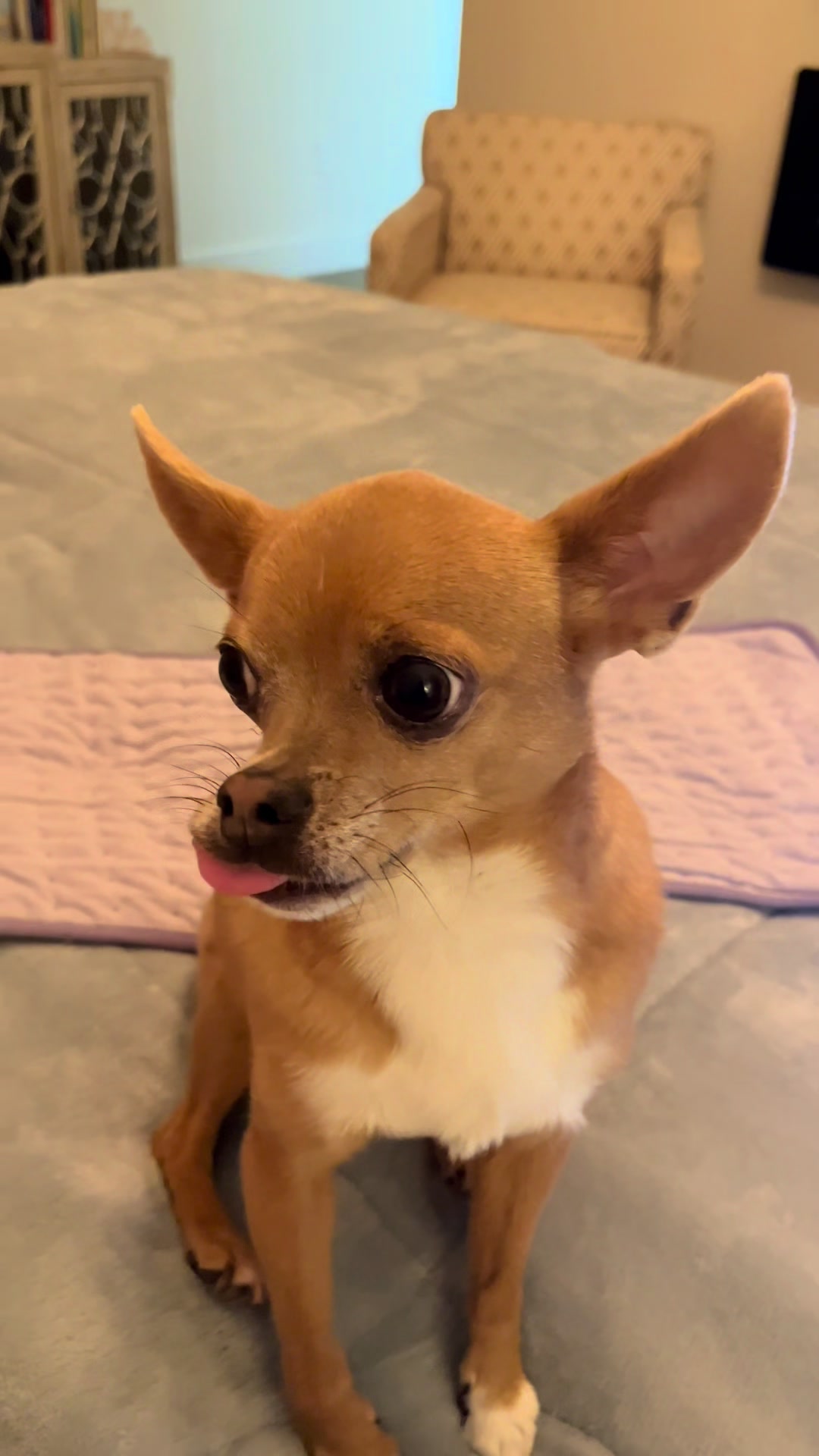 TikTok post by @talkingchihuahua for Lesure Pet. Caption reads: [...] #interactivecattoy #funny @Lesure Pet....