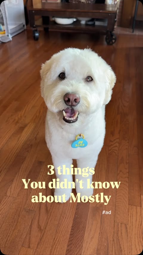 Instagram post by @mostlythedoodle for Good 'n' Fun. Caption reads: [...] know this about Mostly? 👀 That’s why....