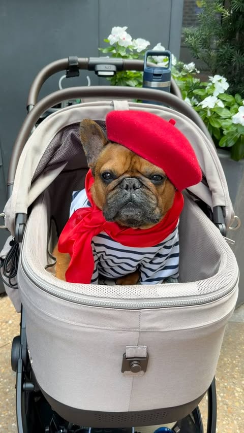 Instagram post by @dunkinthefrenchie for Tavo Pets. Caption reads: [...] Maeve ISO Wind Roscoe stroller #gifted....