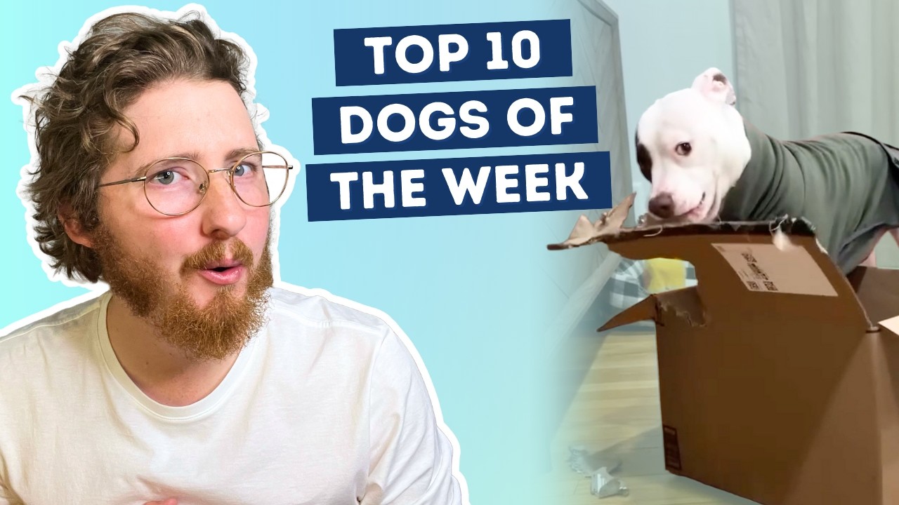 YouTube post by @dog_rates for WeRateDogs. Caption reads: This Dog Has A "Destroy" Button.