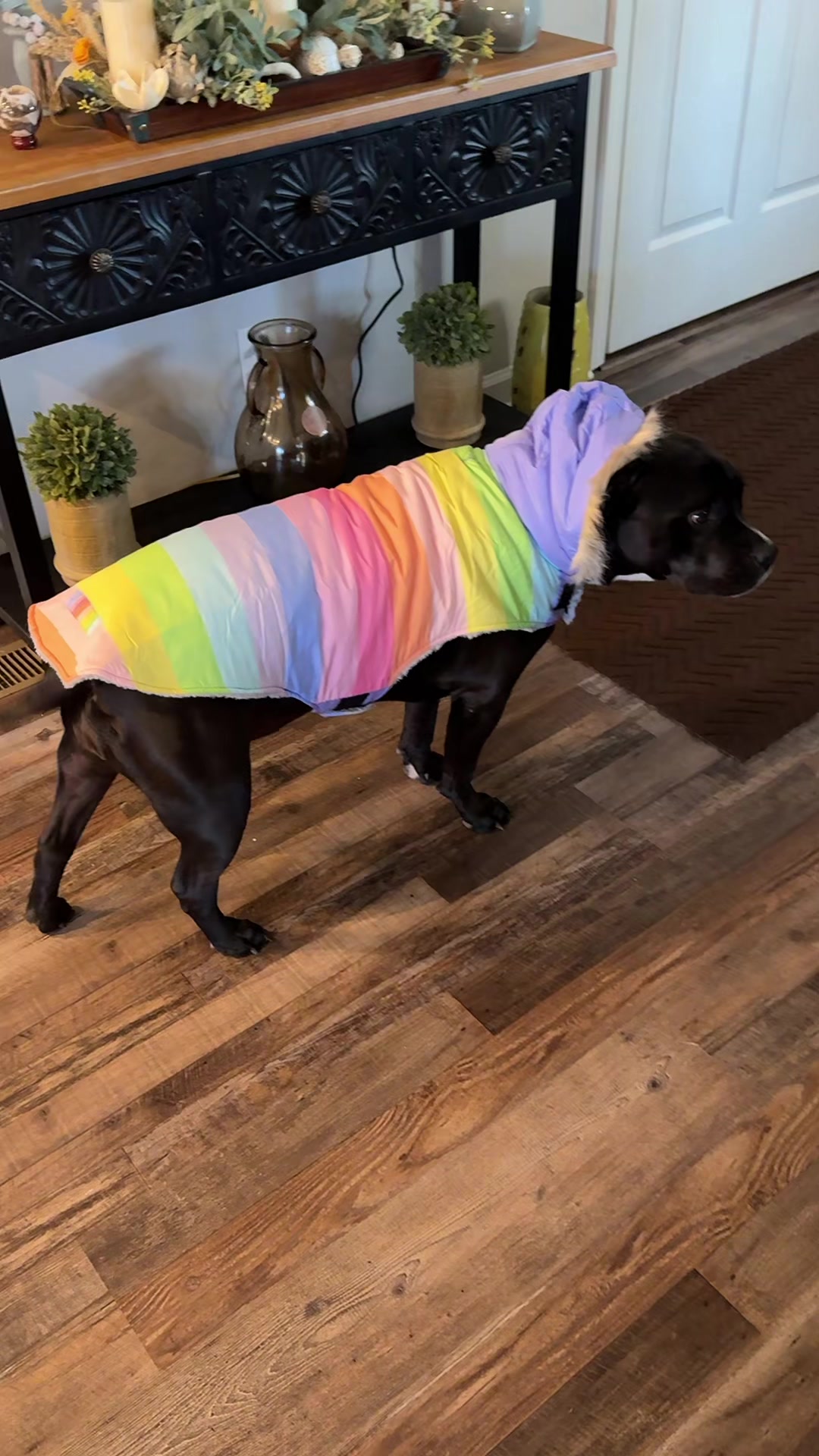 TikTok post by @babzy531 for ShopHDE. Caption reads: [...] #doggielove #doglover #dogoutfit @ShopHDE.