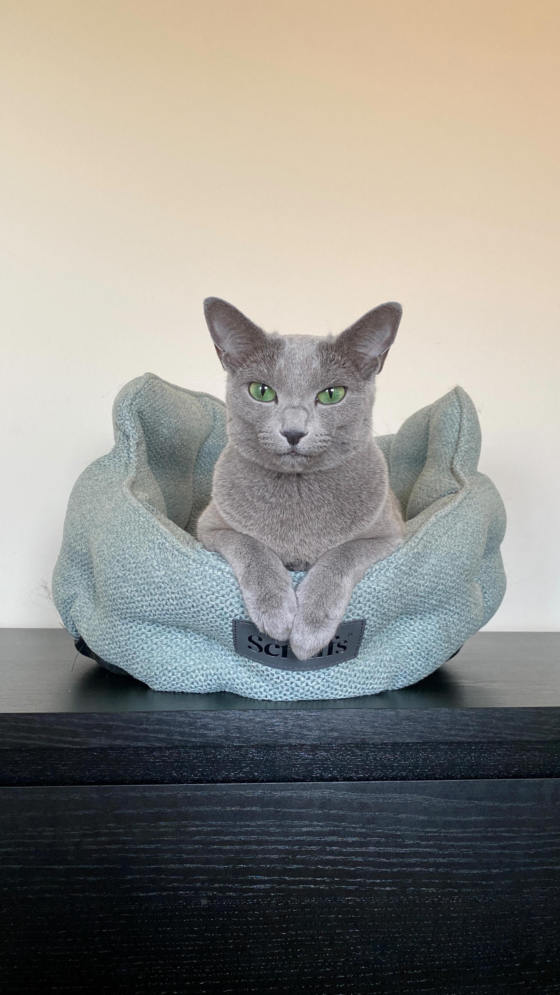 Instagram post by @gucci.and.leo for Scruffs. Caption reads: [...] her new Seattle Cat Bed from....