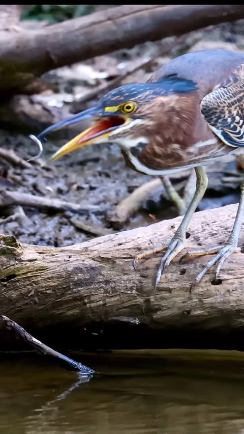 Instagram post by @samrinophotography for Canon USA. Caption reads: Green herons are one of my favorites . They are....