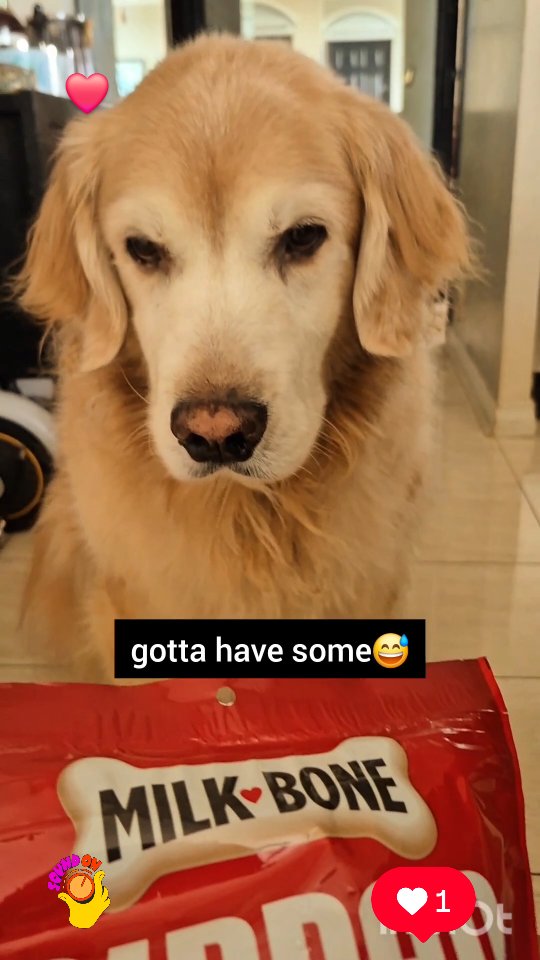Instagram post by @shaggythegoldenone for Amazon Pets. Caption reads: 💙 Whenever mazon delivery arrives,  I know if....