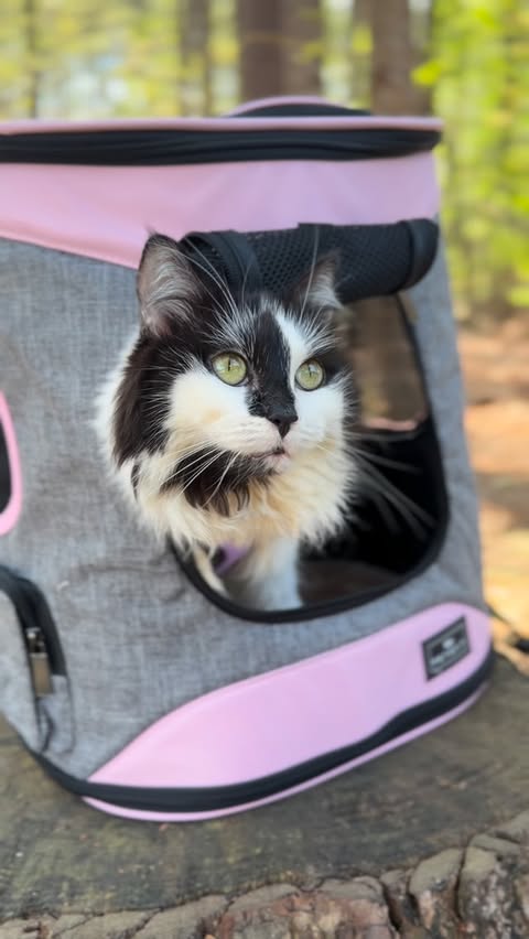 Instagram post by @phoebe_the_ch_kitty for Petsfit. Caption reads: [...] PHOEBE20 through the end of the month!....