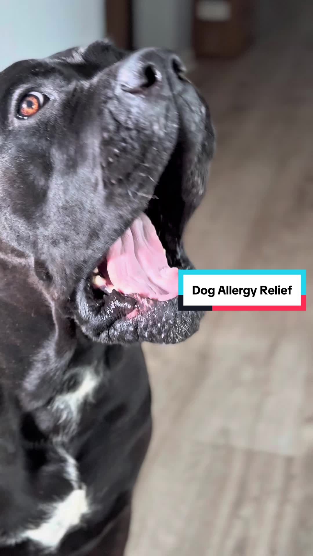 TikTok post by @raisingbane for Dog is Human. Caption reads: [...] finally works! The hype is real! @Dog is....