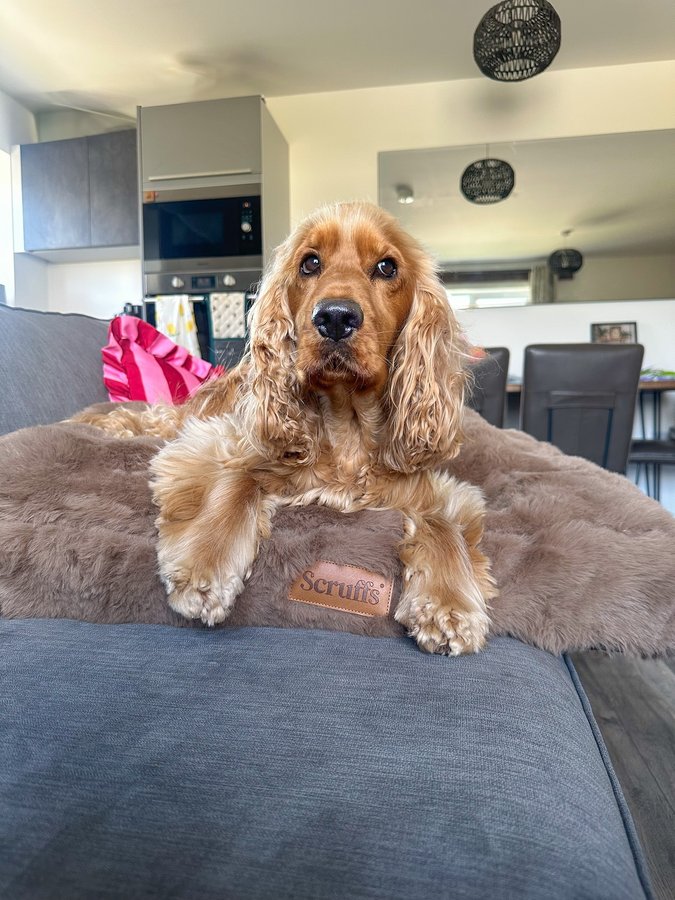 Instagram post by @our.boy.spencer for Scruffs. Caption reads: [...] HERE🤎

The cosiest bed from....