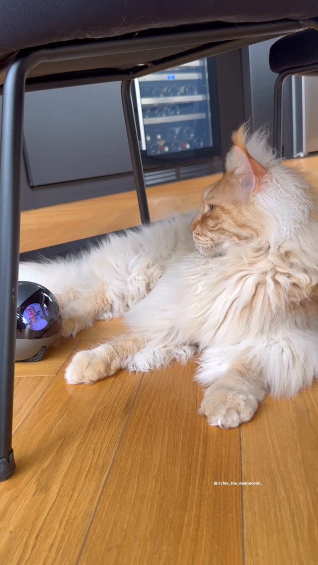 Instagram post by @richie_the_mainecoon_ for Enabot. Caption reads: [...] 😼❤️ Thanks to the EBO Air 2 Plus by....