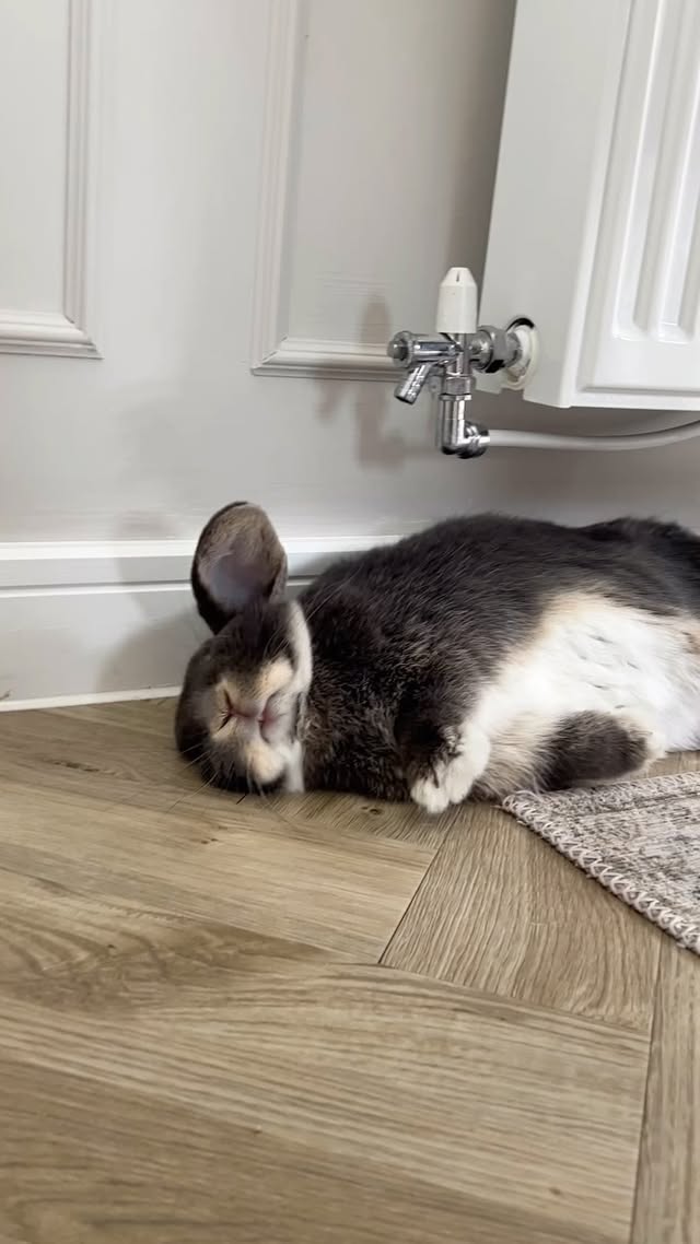 Instagram post by @bunsunderthestairs for Amazon Pets. Caption reads: I am a good boy 🐰 #adoptdontshop #cutepetclub....
