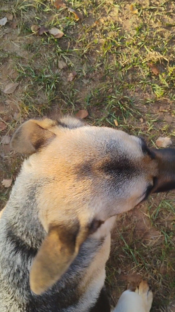 TikTok post by @saras_lyfe2 for Jugbow. Caption reads: Train these sweet pups. It's so easy and the....