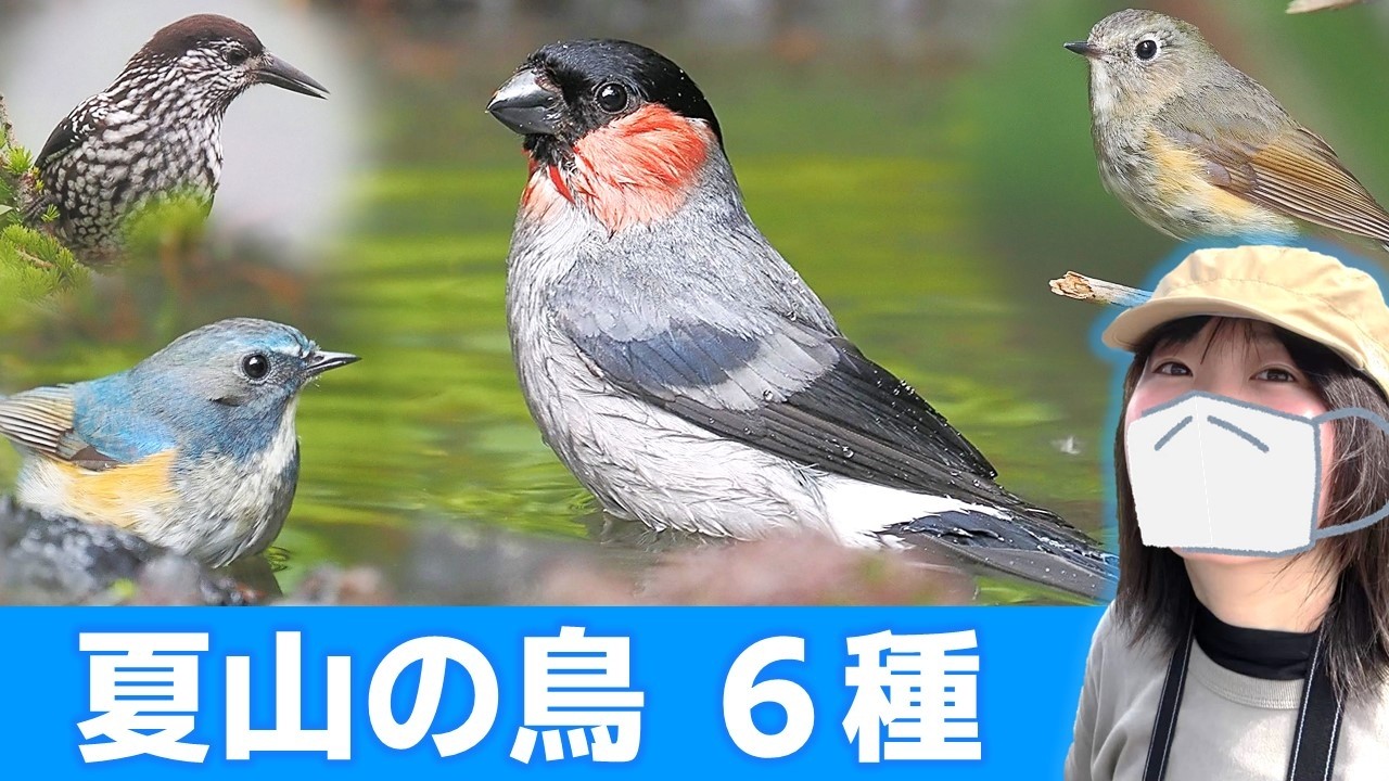 YouTube post by @torinonakigoe for MusMus. Caption reads: Eurasian Bullfinch Spotted! The Summer Mountains....