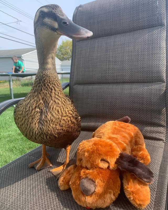 Instagram post by @fatty_and_friends for Snuggle Puppy. Caption reads: mocha loves her snuggle puppy 🥰 the....
