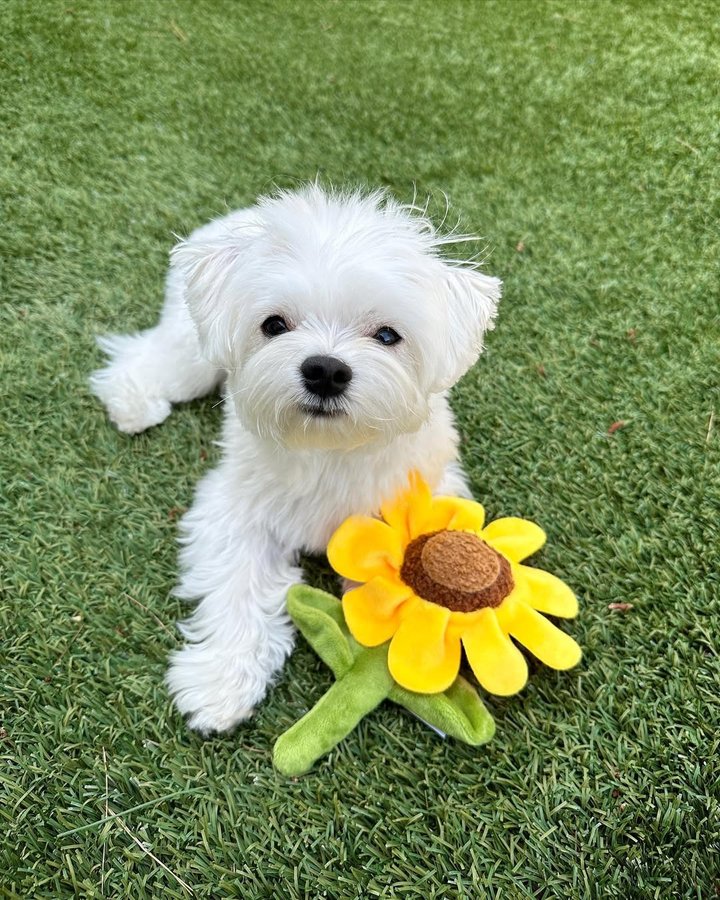 Instagram post by @mochifloof for PupBox. Caption reads: “Keep your face to the sunshine and you cannot see....