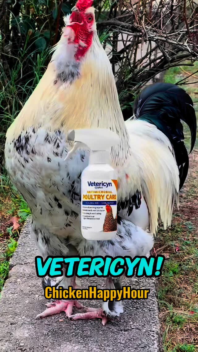Instagram post by @chickenhappyhour for Vetericyn. Caption reads: Who is the REAL Frankie the Rooster?! 🐓👀

Find....