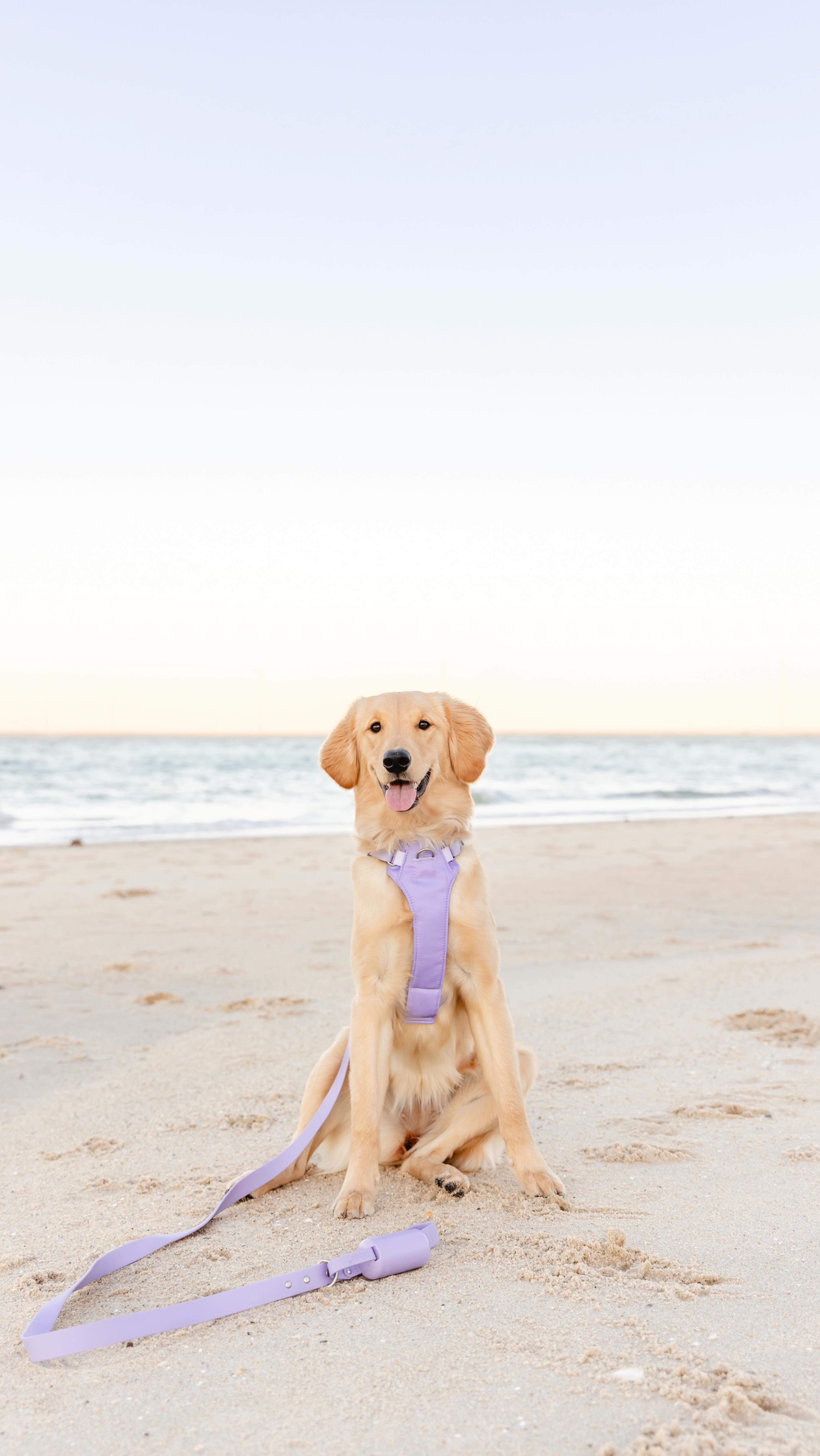 Instagram post by @itsnalathegoldenretriever for Diggs. Caption reads: [...] walks, Mom always makes sure to bring my....