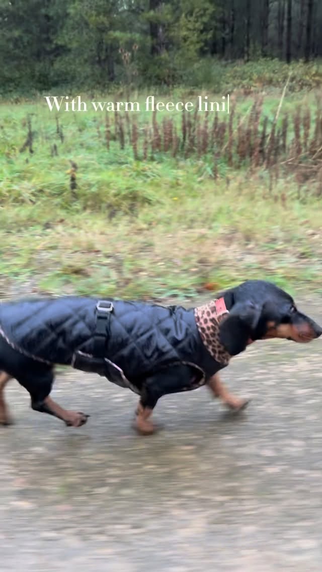 Instagram post by @thesausageandlabadventures for Hugo and Ted. Caption reads: [...] Wednesdays? Not when we are wearing....