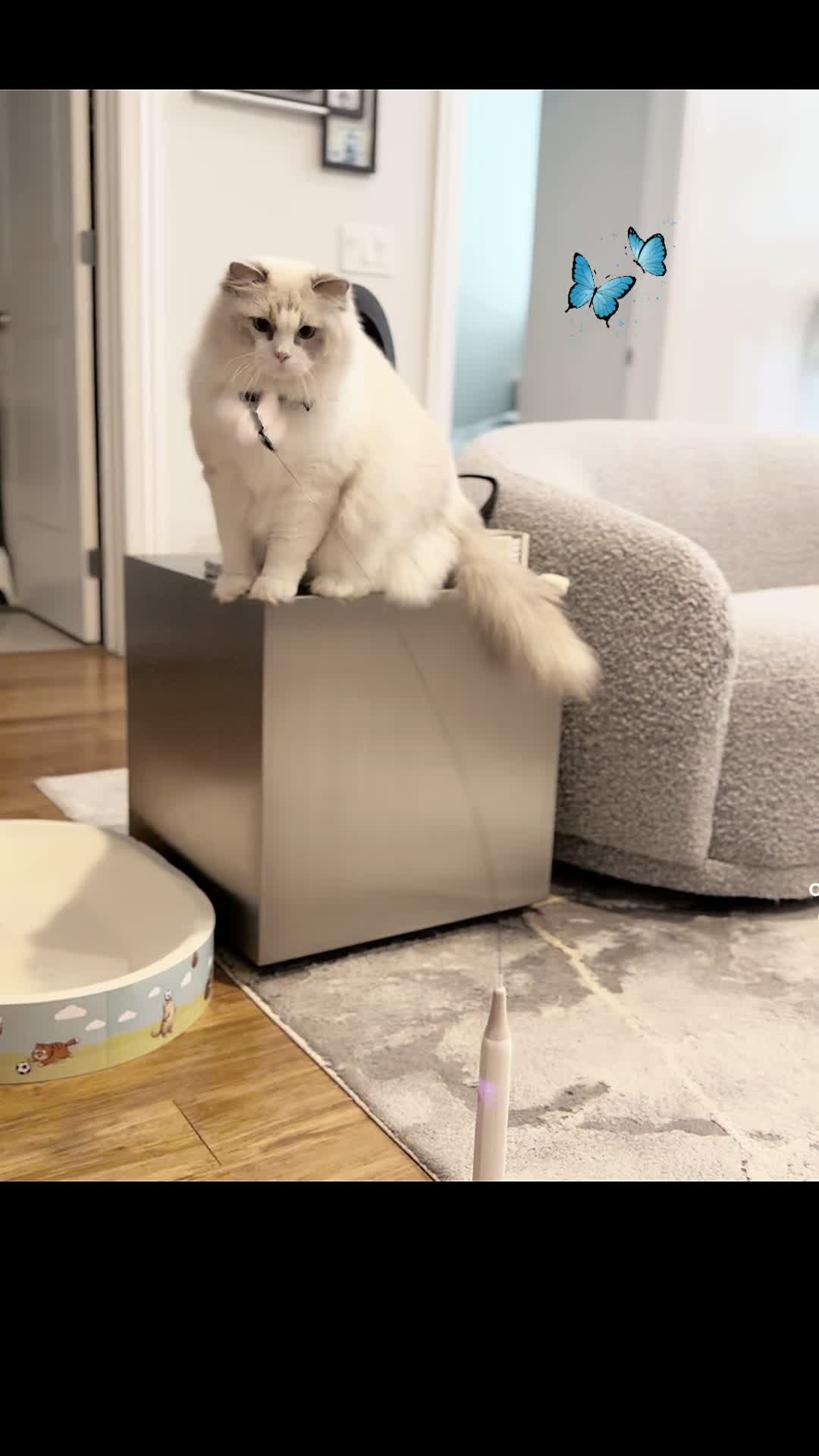 TikTok post by @itsolliedaisycats for Potaroma. Caption reads: [...] literally free therapy 🥹🐾 Thank you....