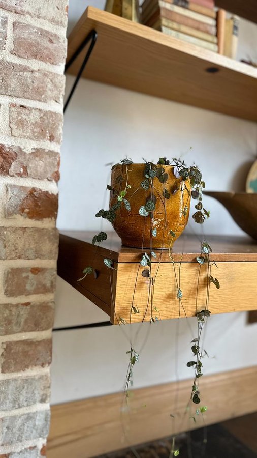 Instagram post by @africadaleyclarke for Patch Plants. Caption reads: [...] wouldn’t you agree?🌿✨ These new....