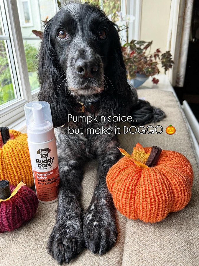 Instagram post by @dollythehearingdog for Buddycare Grooming. Caption reads: Pumpkin spice and all things nice 
Move over....