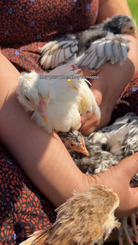 Instagram post by @mysweethens for Chewy. Caption reads: The happy purring gets me every time 🥹....