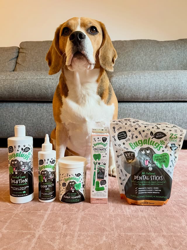 Instagram post by @baxter.beagle.2021 for Bugalugs Pet Care. Caption reads: [...] now 🦷 I’m taking part in the....