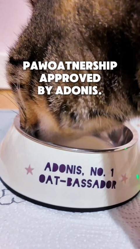 Instagram post by @adonis.sugar.kitty for Oatly. Caption reads: [...] Adonis is officially part of the @Oatly....