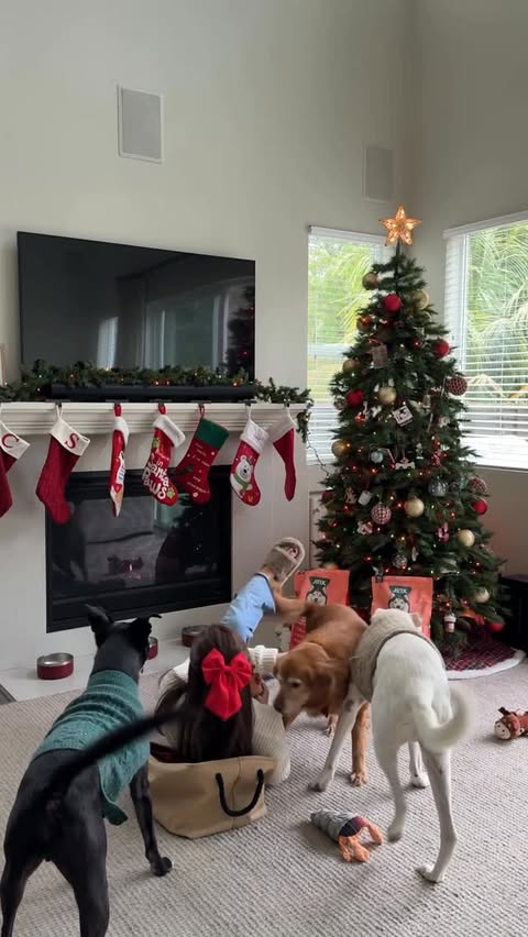 Instagram post by @shellykowatch for Jinx. Caption reads: [...] my top priority. That’s why I feed them....