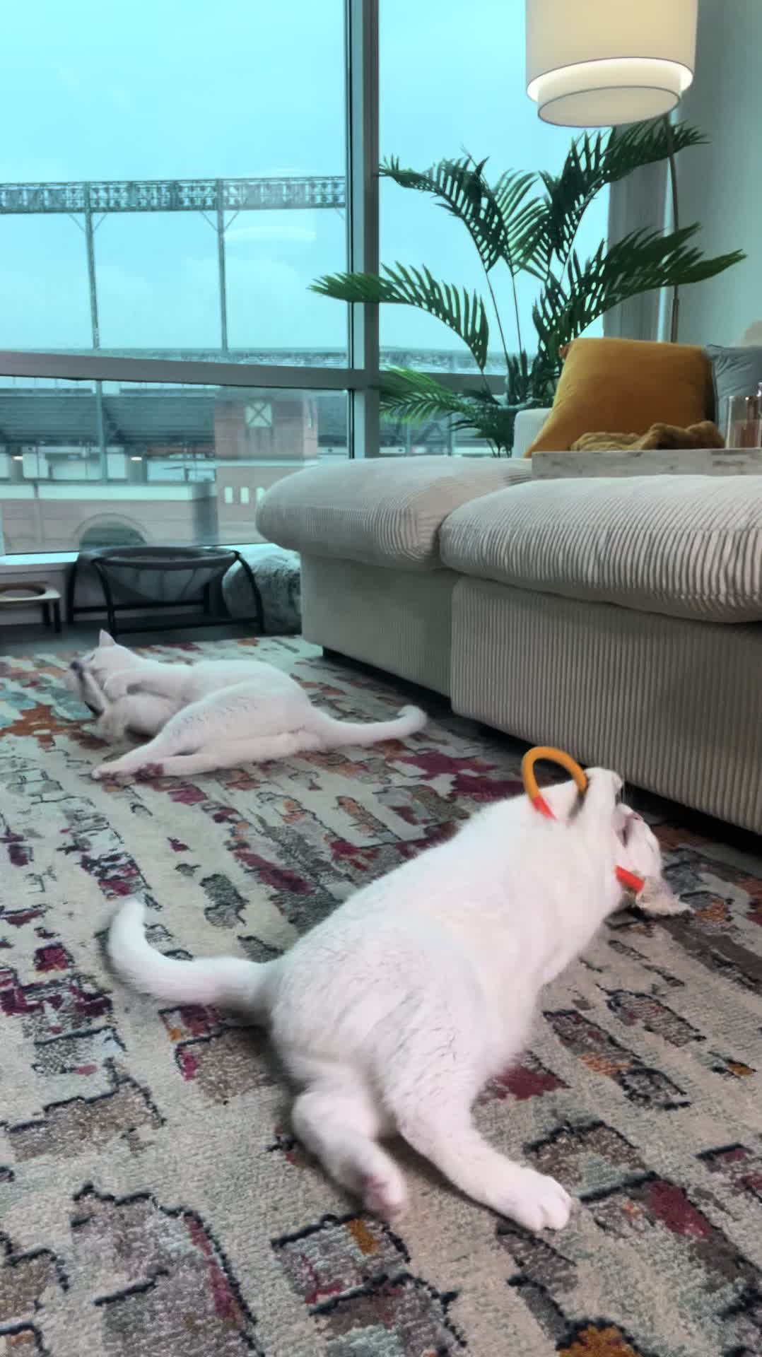 TikTok post by @iamshaylatennielle for Potaroma. Caption reads: [...] been keeping my fur babies occupied!....