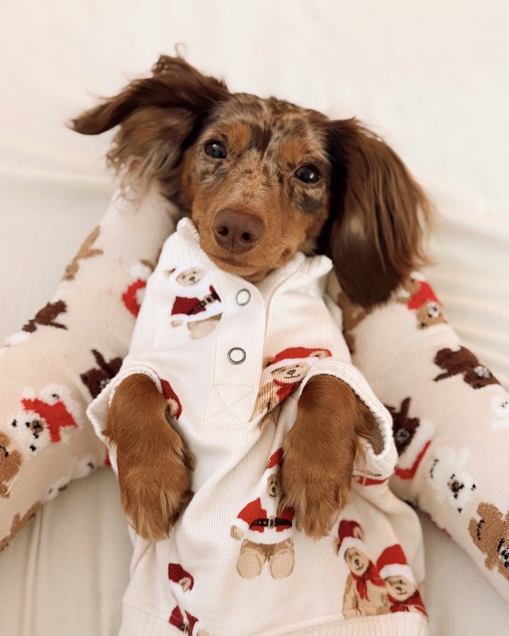 Instagram post by @_.sadietheweenie for American Eagle. Caption reads: What do you want for....