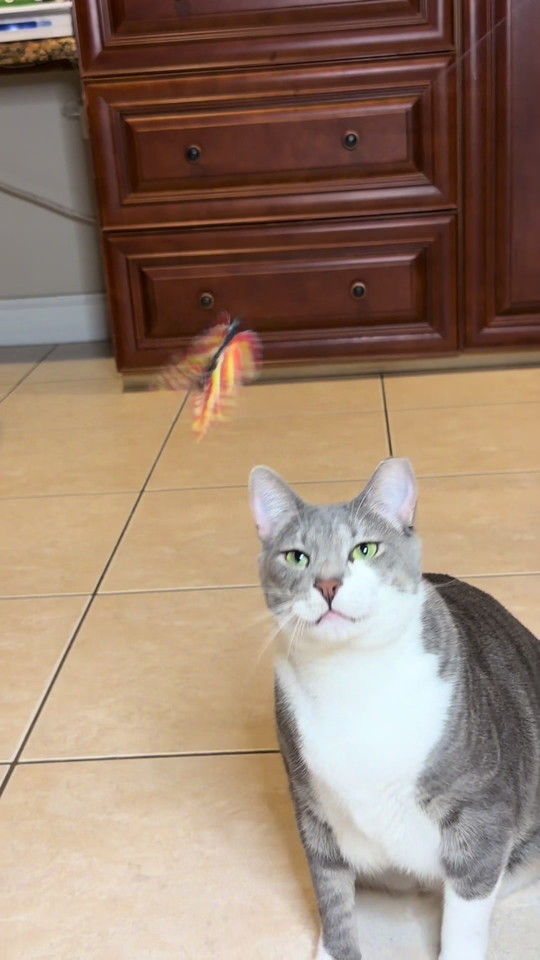 TikTok post by @adventureswithmilothecat for Potaroma. Caption reads: [...] #catsoftiktok #catvideo #funnycat @Potaroma....