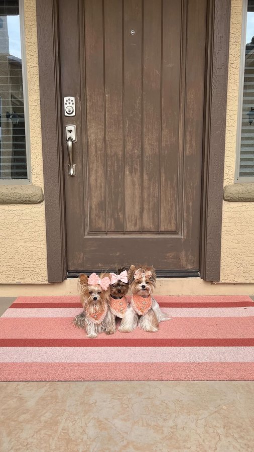 Instagram post by @sammie.n.maddie for Chilewich. Caption reads: Hey- check out our new rug from @chilewich ❤️....