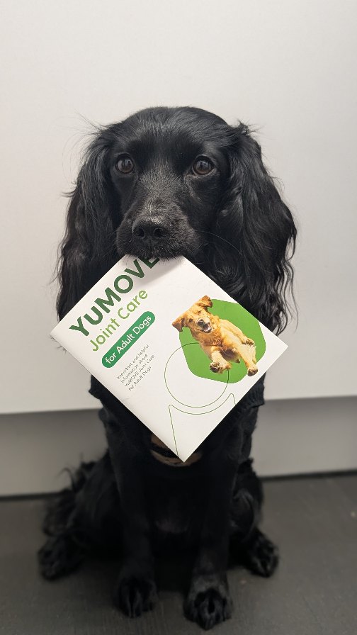 Instagram post by @hugsydaisy for YuMOVE. Caption reads: [...] we’re focusing on her joint health with....