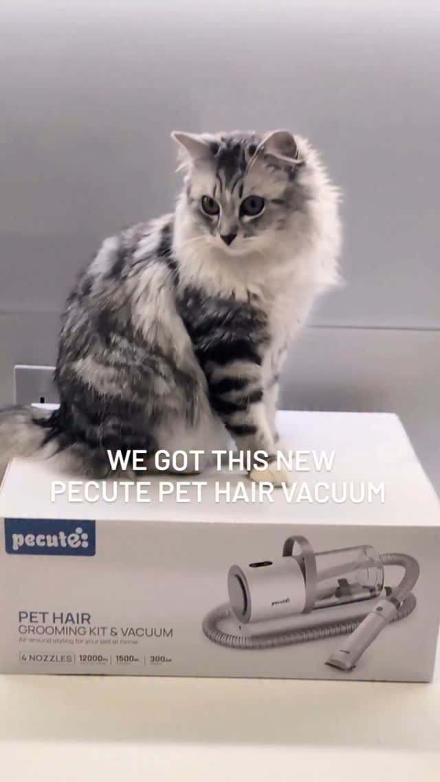 Instagram post by @kirstiandhercats for Pecute. Caption reads: Testing the Pecute Pet Hair Vacuum with a purr of....