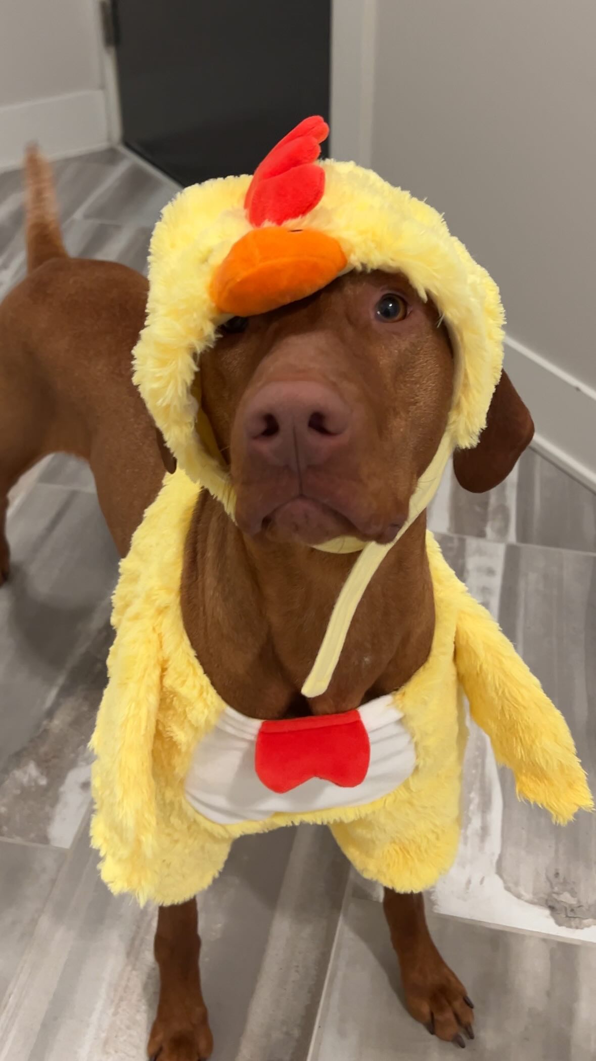 Instagram post by @waffles_the_vizsla for The Dog Agency. Caption reads: Is this the best or worst video we’ve ever made?....