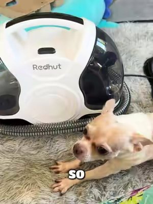 TikTok post by @frankie_the_chihuahua for REDHUT CleanMaster. Caption reads: [...] #chihuahuastiktok #TikTokShop @REDHUT....