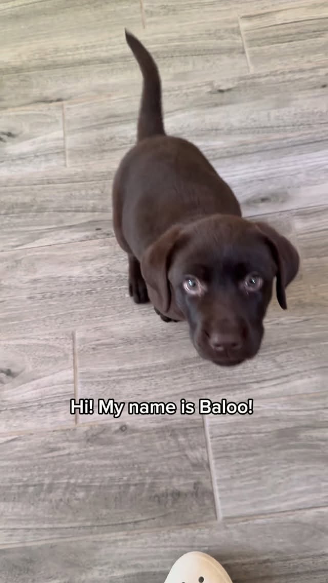 Instagram post by @serviceaussiebailey for Open Farm Pet. Caption reads: A small pup, with a big job. @openfarmpet....