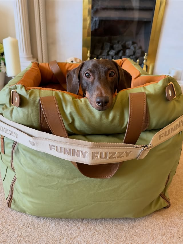 Instagram post by @frankie_dachshund03 for FunnyFuzzy. Caption reads: [...] his weekend adventures 🚘 Car Seat....
