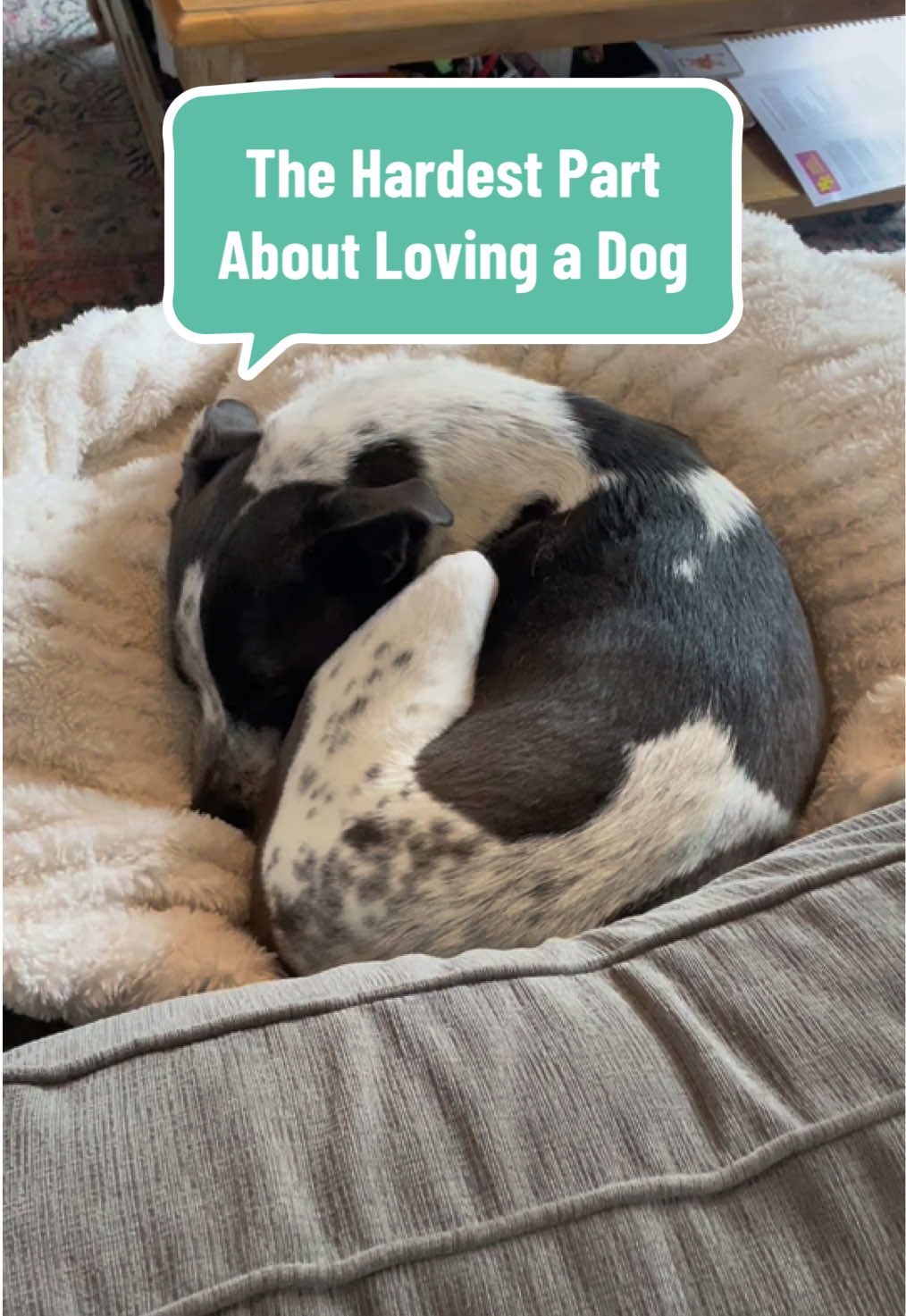 TikTok post by @rosiedog2020 for Beloved Pets. Caption reads: [...] things I feel good giving to my dog.....