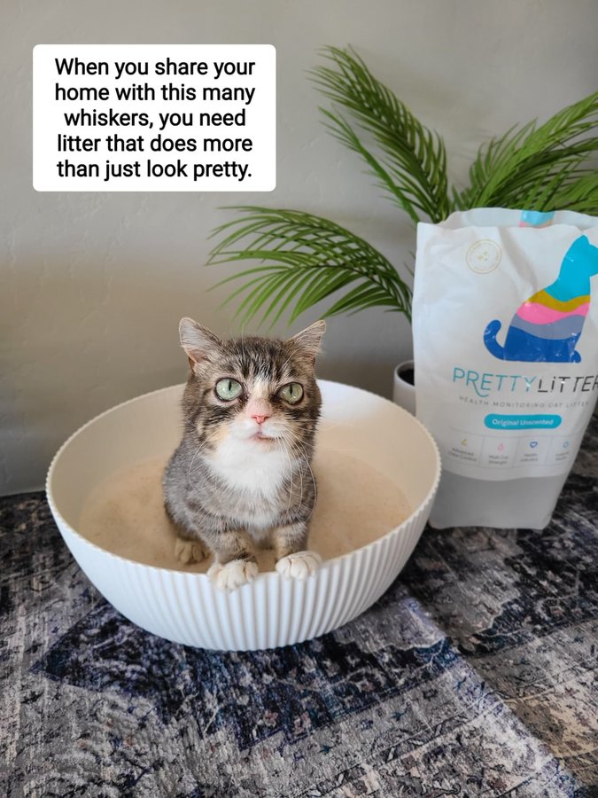 Instagram post by @winkythedwarfcat for PrettyLitter. Caption reads: Winky’s taking it easy after a little procedure....