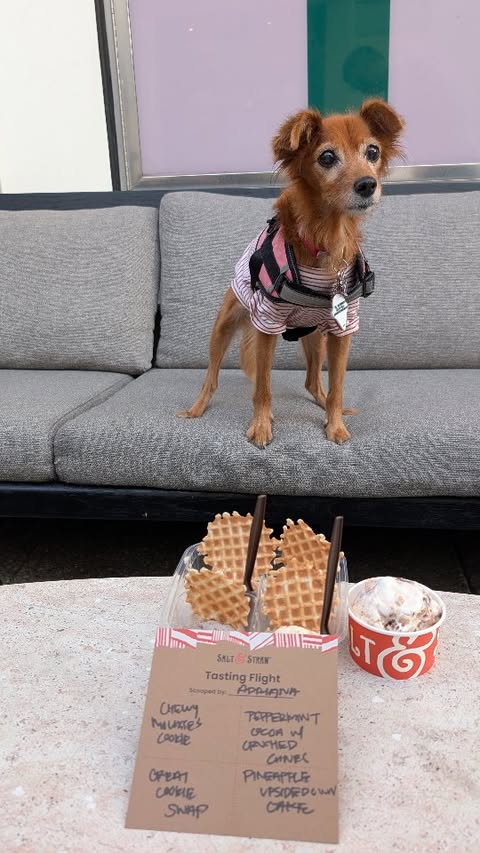 Instagram post by @adventureswithmuffin for Salt & Straw. Caption reads: Come with us as we visit 🍦 @saltandstraw to try....