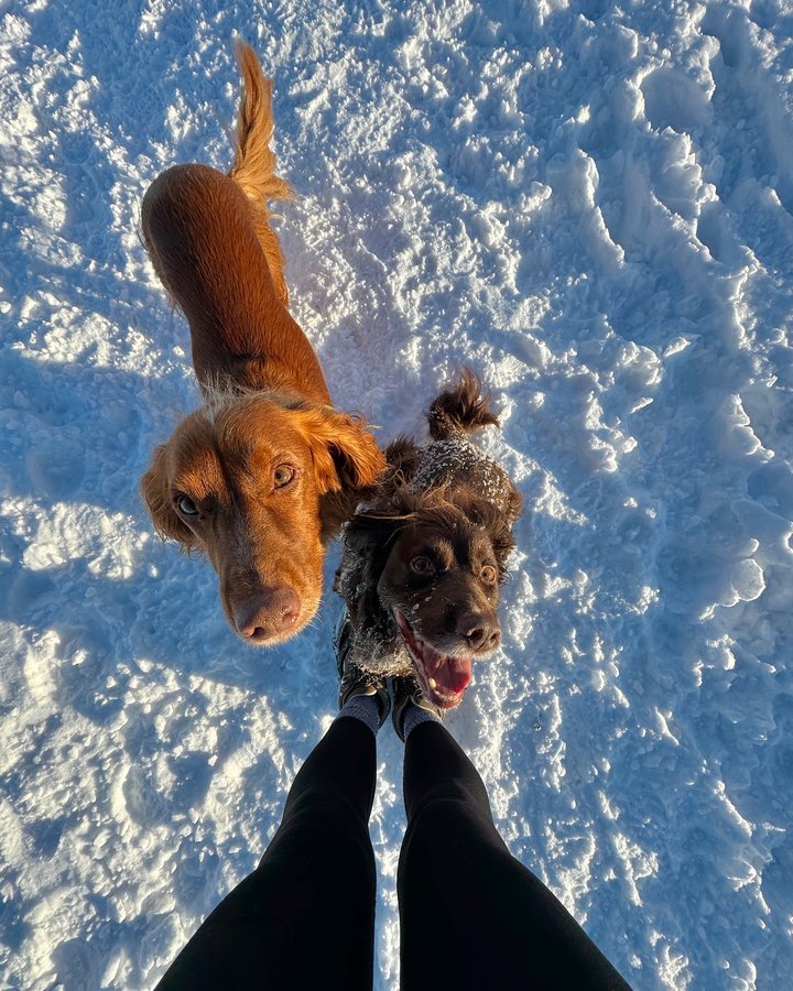 Instagram post by @theedinburghspaniels for Forthglade. Caption reads: snow days 🥹❄️

I’m trying to wrap my head around....