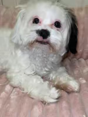 TikTok post by @thebiancachantel for WeCharmer Store. Caption reads: [...] #petcouch #petsoftiktok #dogcouch....