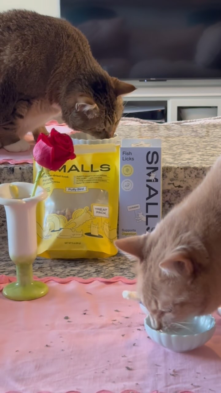 Instagram post by @z00mi.e for Smalls. Caption reads: Smalls knows cat dads >>> regular men 😉 tag a....