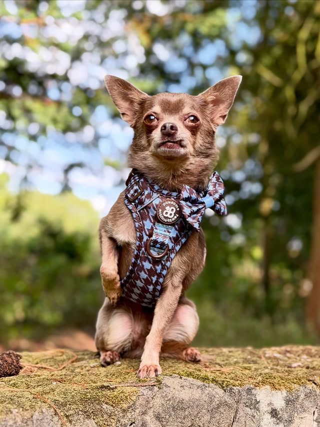 Instagram post by @thechihuahua_squad for Pawsome Paws Boutique. Caption reads: [...] Activated✨🩵🤎 ✨It’s Launch Day✨....