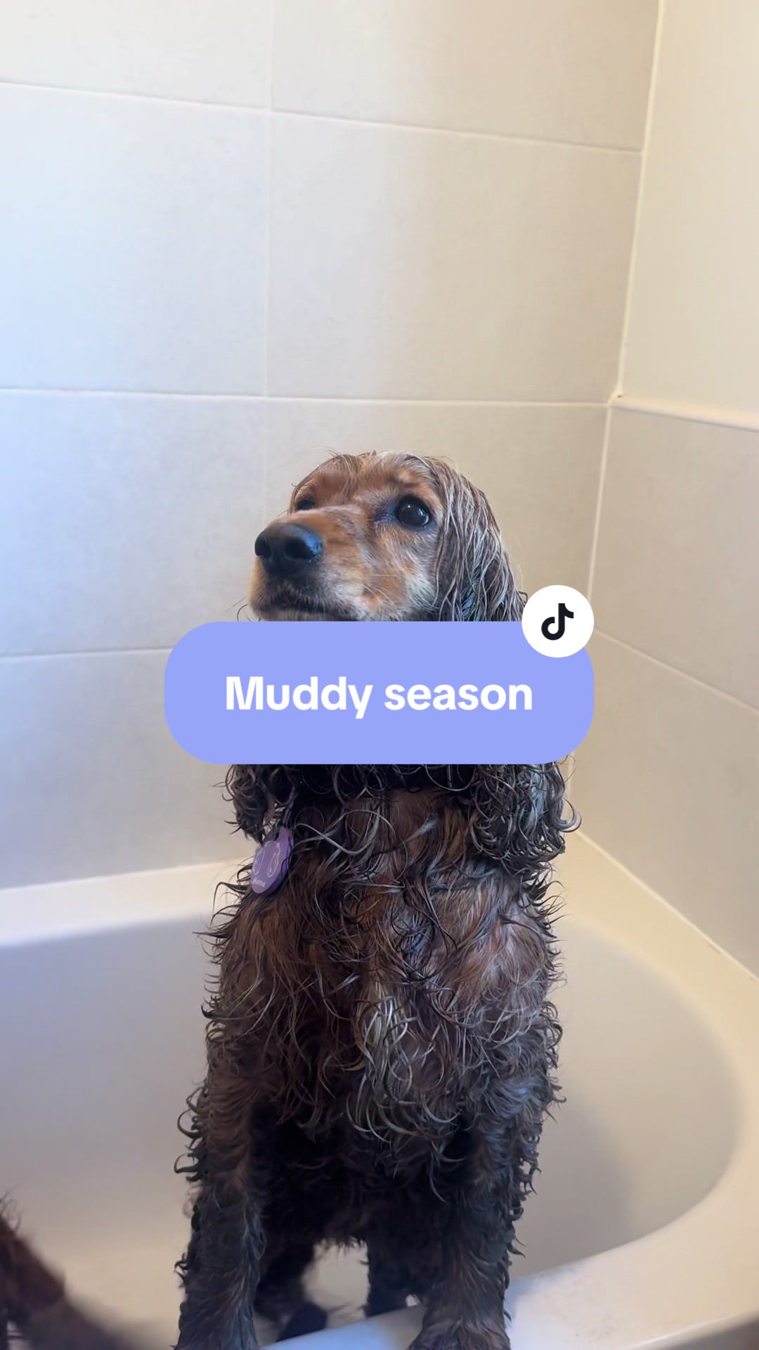 TikTok post by @bestbarkingbehaviour for DotDotPet. Caption reads: Tis the time of year for mud…😅 @dotdotpet.