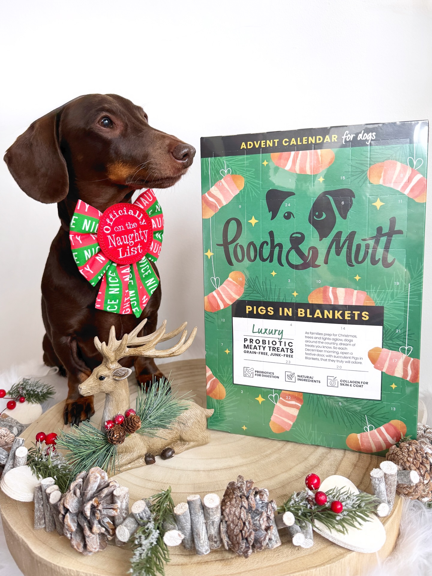 Instagram post by @frankie_dachshund03 for Pooch and Mutt. Caption reads: I apologise in advance for mentioning the “C”....