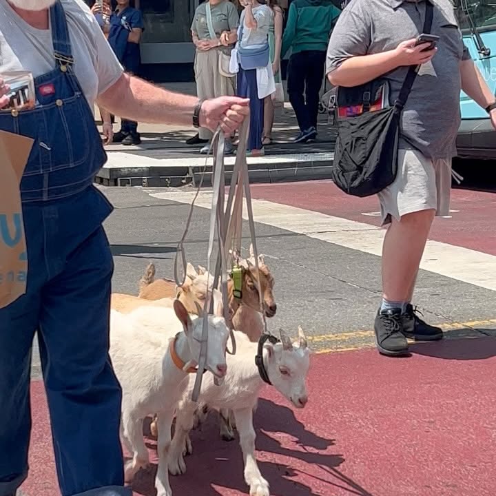 Instagram post by @whatisnewyork for Gopuff. Caption reads: Random video dump including GOAT energy! @gopuff....