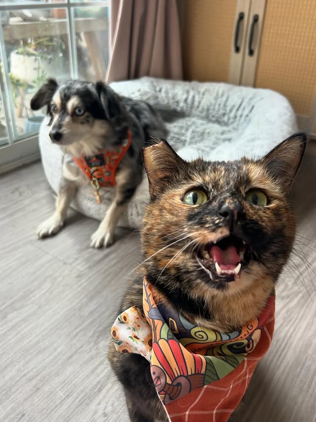 Instagram post by @screamy_beany for Sassy Woof. Caption reads: #ScreamyBeany & Blueberry screaming, “gimme five....