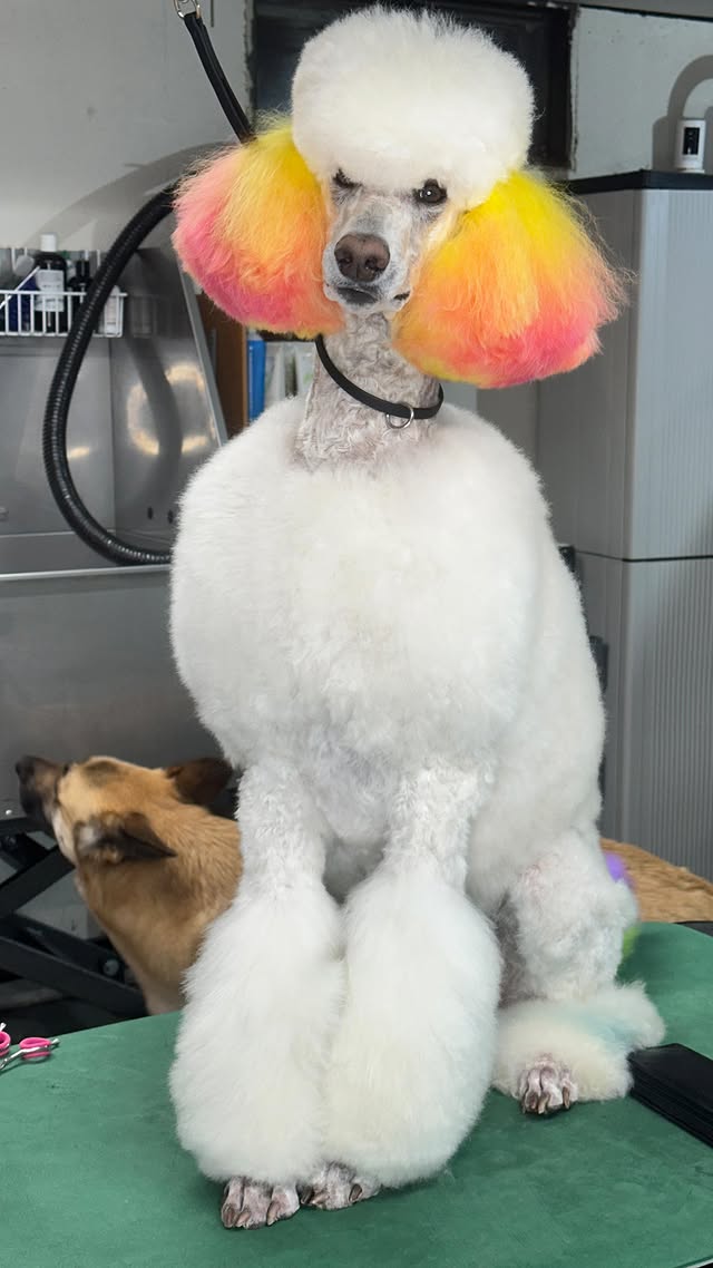 Instagram post by @jillymoochgrooms for OPAWZ. Caption reads: [...] JILLY10 @utsumi.grooming Code JILLY5 @opawz....