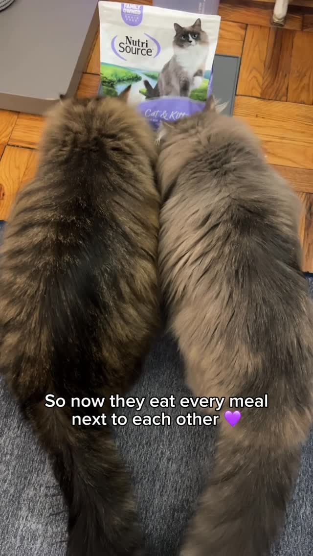 Instagram post by @sprinklethesiberian for NutriSource Pet Foods. Caption reads: [...] something they share 💜 Thanks to....